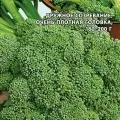 Капуста Брокколи Мачо Заморозь! 0,1гр (Гавриш)