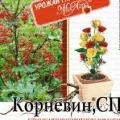 Корневин  5г