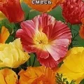 Цветы Эшшольция Махровые колокольчики смесь 0,03г (Аэлита)