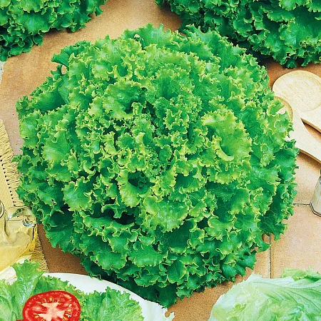 Салат Кучерявец Одесский 0,5г БП (Плазма)1