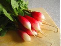 Редис  18 дней 2гр БП  УС (Гавриш)1