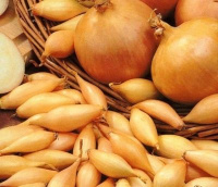 Лук-севок Центурион